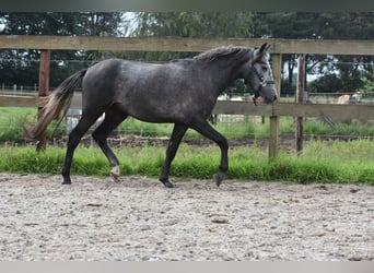 Spaans sportpaard, Ruin, 3 Jaar, 140 cm, Schimmel