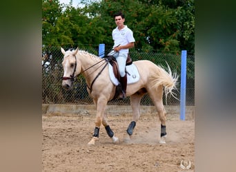 Spaans sportpaard, Ruin, 3 Jaar, 169 cm, Palomino