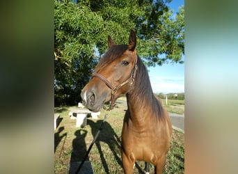 Spaans sportpaard, Ruin, 4 Jaar, 155 cm, Bruin
