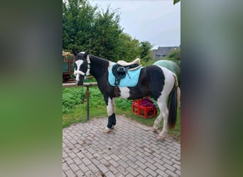 Spaans sportpaard Mix, Ruin, 4 Jaar, 155 cm, Gevlekt-paard
