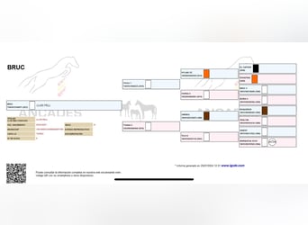 Spaans sportpaard, Ruin, 4 Jaar, 158 cm, Schimmel