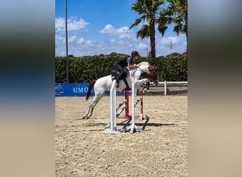 Spaans sportpaard, Ruin, 4 Jaar, 164 cm