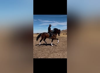 Spaans sportpaard, Ruin, 4 Jaar, 165 cm, Bruin