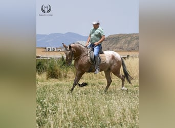 Spaans sportpaard, Ruin, 4 Jaar, 170 cm, Appaloosa