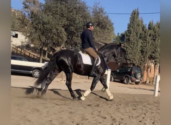 Spaans sportpaard, Ruin, 4 Jaar, 172 cm, Zwart