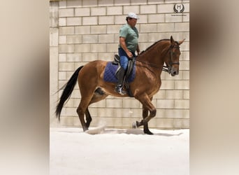 Spanisches Sportpferd, Wallach, 4 Jahre, 175 cm