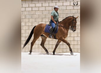 Spanisches Sportpferd, Wallach, 4 Jahre, 175 cm