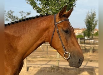 Spaans sportpaard, Ruin, 4 Jaar, Bruin