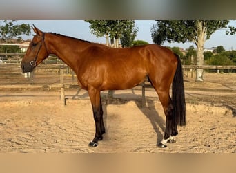 Spaans sportpaard, Ruin, 4 Jaar, Bruin