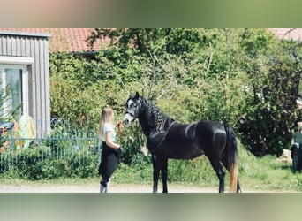 Spaans sportpaard, Ruin, 4 Jaar, Schimmel