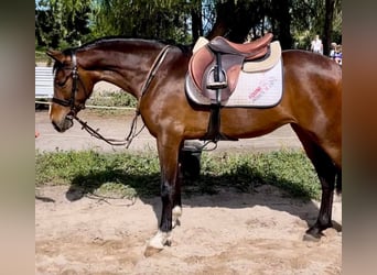 Spaans sportpaard Mix, Ruin, 5 Jaar, 148 cm, Roodbruin