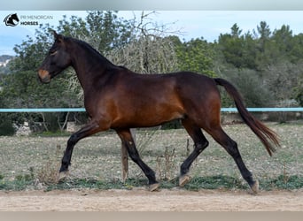 Spaans sportpaard, Ruin, 5 Jaar, 162 cm, Brauner