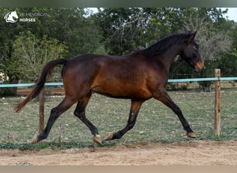 Spaans sportpaard, Ruin, 5 Jaar, 162 cm, Brauner