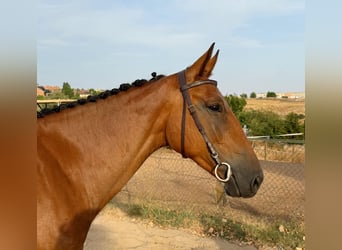 Spaans sportpaard, Ruin, 5 Jaar, 164 cm, Bruin