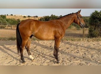 Spaans sportpaard, Ruin, 5 Jaar, 164 cm, Bruin