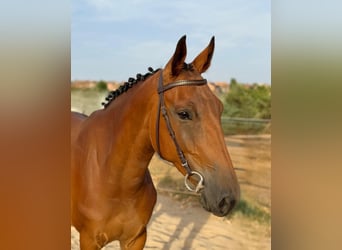 Spaans sportpaard, Ruin, 5 Jaar, 164 cm, Bruin