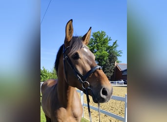 Spaans sportpaard, Ruin, 5 Jaar, 167 cm, Bruin