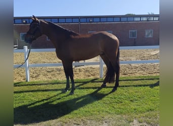 Spaans sportpaard, Ruin, 5 Jaar, 167 cm, Bruin