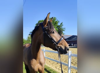Spaans sportpaard, Ruin, 5 Jaar, 167 cm, Bruin