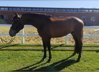 Spaans sportpaard, Ruin, 5 Jaar, 167 cm, Bruin