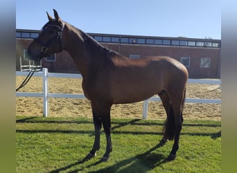Spaans sportpaard, Ruin, 5 Jaar, 167 cm, Bruin
