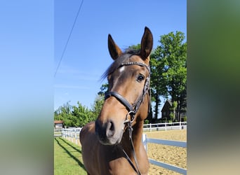 Spaans sportpaard, Ruin, 5 Jaar, 167 cm, Bruin