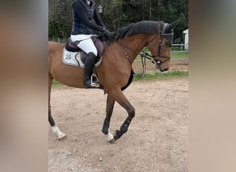 Spaans sportpaard, Ruin, 5 Jaar, 167 cm, Lichtbruin