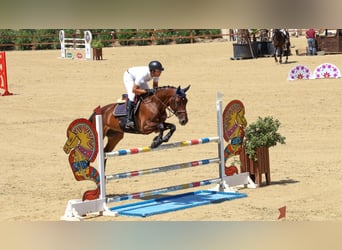 Spaans sportpaard, Ruin, 5 Jaar, 168 cm, Bruin