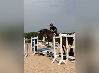 Spaans sportpaard, Ruin, 5 Jaar, 180 cm, Bruin