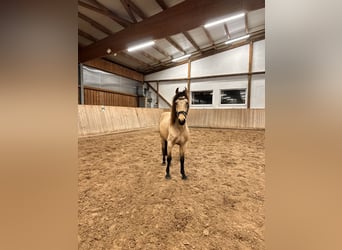 Spaans sportpaard, Ruin, 6 Jaar, 148 cm, Buckskin