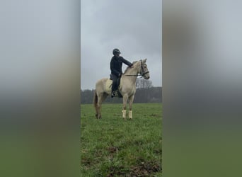 Spaans sportpaard, Ruin, 6 Jaar, 154 cm, Cremello