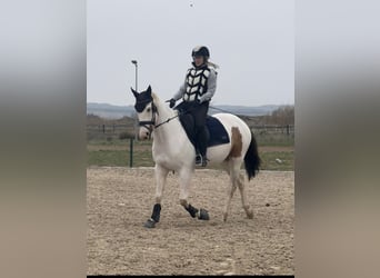 Spaans sportpaard, Ruin, 6 Jaar, 158 cm, Gevlekt-paard