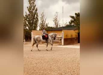 Spaans sportpaard, Ruin, 6 Jaar, 165 cm, Schimmel