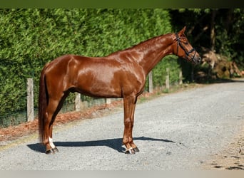Spaans sportpaard, Ruin, 6 Jaar, 165 cm, Vos