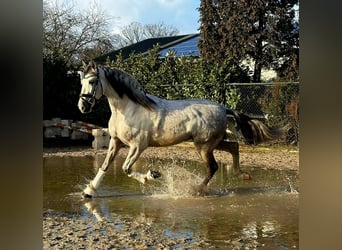 Spaans sportpaard, Ruin, 6 Jaar, 168 cm, Schimmel