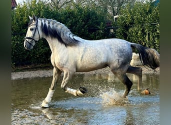 Spaans sportpaard, Ruin, 6 Jaar, 168 cm, Schimmel