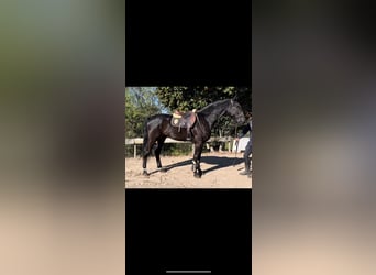 Spaans sportpaard, Ruin, 6 Jaar, 168 cm, Zwart