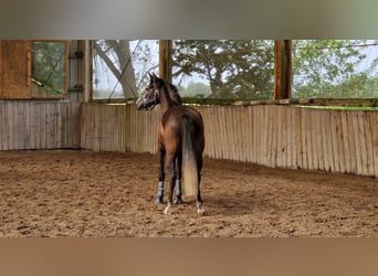 Spaans sportpaard, Ruin, 6 Jaar, 170 cm, Schimmel