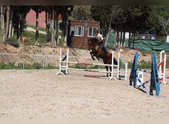 Spaans sportpaard, Ruin, 6 Jaar, 172 cm, Bruin