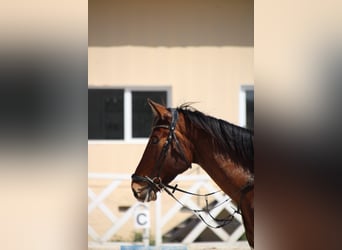Spaans sportpaard, Ruin, 6 Jaar, 172 cm, Bruin