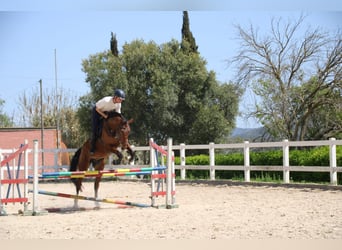 Spaans sportpaard, Ruin, 6 Jaar, 172 cm, Bruin