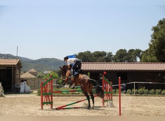 Spaans sportpaard, Ruin, 6 Jaar, 172 cm, Bruin