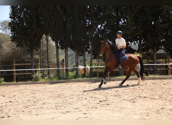 Spaans sportpaard, Ruin, 6 Jaar, 172 cm, Bruin