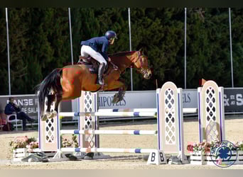 Spaans sportpaard, Ruin, 6 Jaar, 174 cm, Bruin