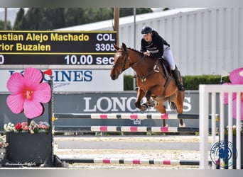 Spaans sportpaard, Ruin, 6 Jaar, 174 cm, Bruin