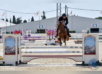 Spaans sportpaard, Ruin, 6 Jaar, 174 cm, Bruin