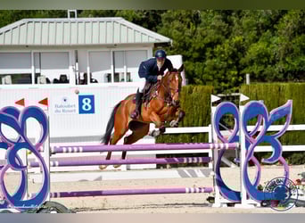 Spaans sportpaard, Ruin, 6 Jaar, 174 cm, Bruin