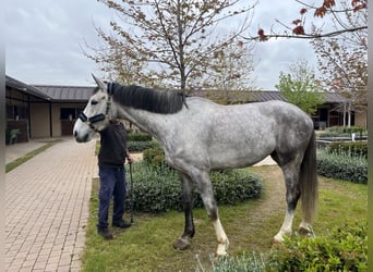Spaans sportpaard, Ruin, 6 Jaar, 175 cm, Donkere-vos
