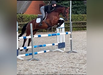 Spaans sportpaard, Ruin, 7 Jaar, 162 cm, Bruin