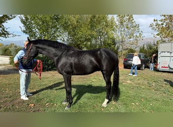 Spaans sportpaard, Ruin, 7 Jaar, 163 cm, Zwart